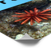 Kreaturen am Poipu-Strand Poster (Ecke)