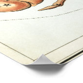 Krebs Astrologisch Zeichnend Poster (Ecke)