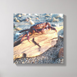 Krebs auf Driftwood Canvas Print Leinwanddruck
