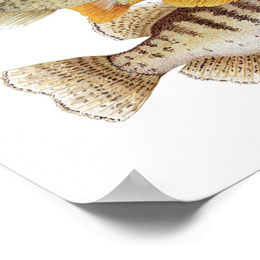 Krebse Poster (Ecke)