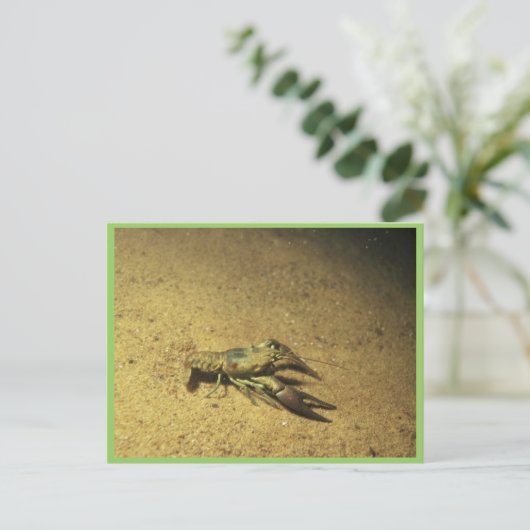 Krebse Postkarte (Stehend Vorderseite)