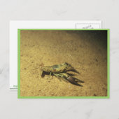 Krebse Postkarte (Vorne/Hinten)