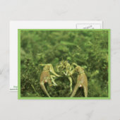 Krebse Postkarte (Vorne/Hinten)