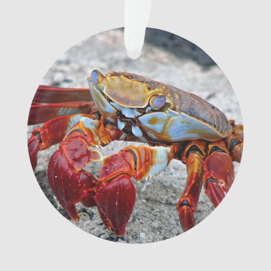Krebsfoto Ornament (Vorderseite)