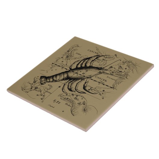 Krebskonstellation Hevelius 1690 Engaving Fliese (Seite)