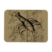 Krebskonstellation von Hevelius um 1690 Magnet (Horizontal)