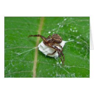Krebspinne auf Milchweed-Koordinaten