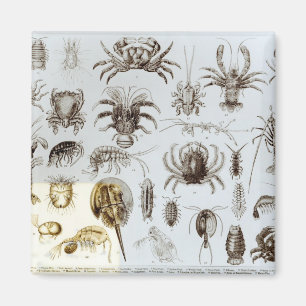 Krebstier und spinnenartige Tiere Magnet