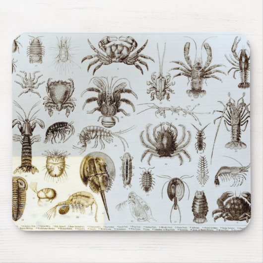 Krebstier und spinnenartige Tiere Mousepad (Vorne)