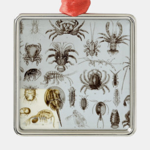 Krebstier und spinnenartige Tiere Silbernes Ornament