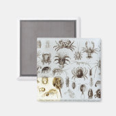 Krebstiere und Arachnida Magnet (Vorderseite/Rückseite)
