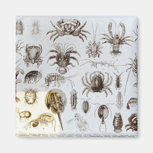 Krebstiere und Arachnida Magnet (Vorne)