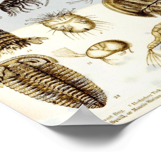 Krebstiere und Arachnida Poster (Ecke)