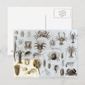 Krebstiere und Arachnida Postkarte (Vorne/Hinten)