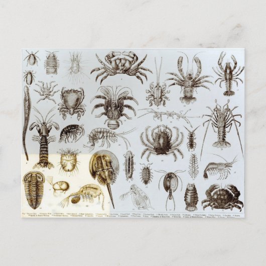 Krebstiere und Arachnida Postkarte (Vorderseite)