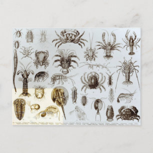 Krebstiere und Arachnida Postkarte