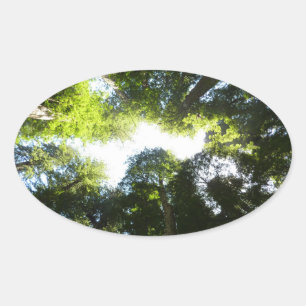 Kreis aus Redwood-Bäumen im Redwood-Nationalpark Ovaler Aufkleber