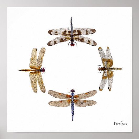 KREIS DER DRAGONFLIEN POSTER (Vorne)