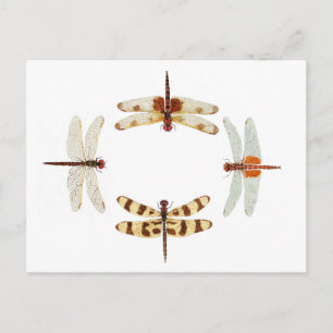 Kreis der Libellen Postkarte