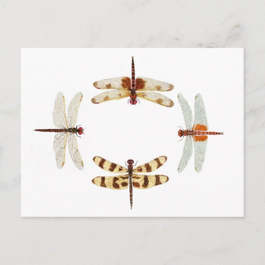 Kreis der Libellen Postkarte (Vorderseite)