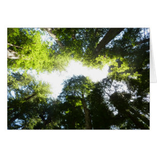 Kreis der Redwood-Bäume im Redwood-Nationalpark