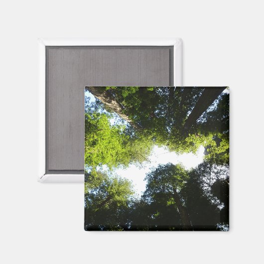 Kreis der Redwood-Bäume im Redwood-Nationalpark Magnet (Vorderseite/Rückseite)