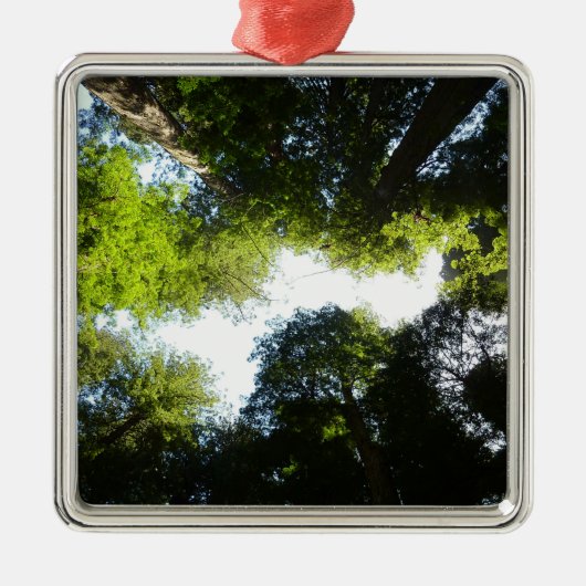 Kreis der Redwood-Bäume im Redwood-Nationalpark Ornament Aus Metall (Vorne)