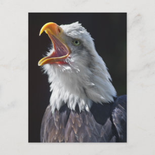 Kreischende Postkarte