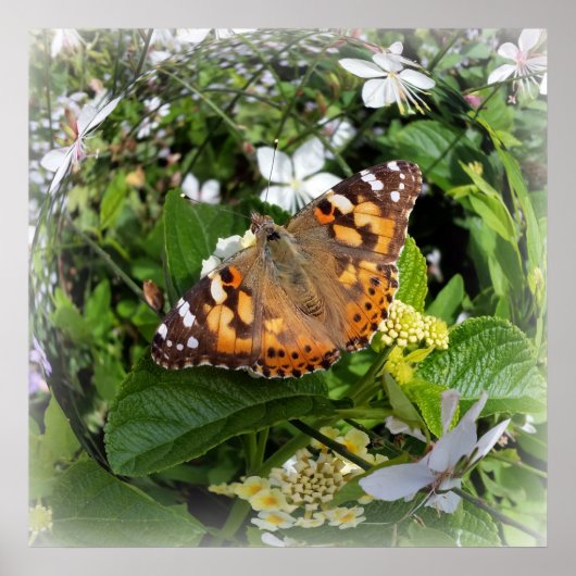 Kreisschmetterling Poster (Vorne)