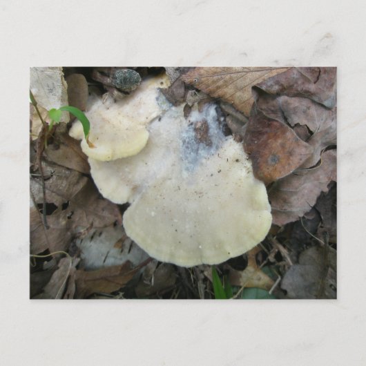 Krematischer Bracket-Pilz Postkarte (Vorderseite)