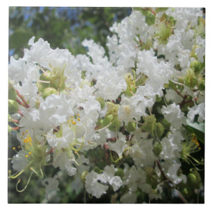 Krepp-Myrte-Baum nah Fliese