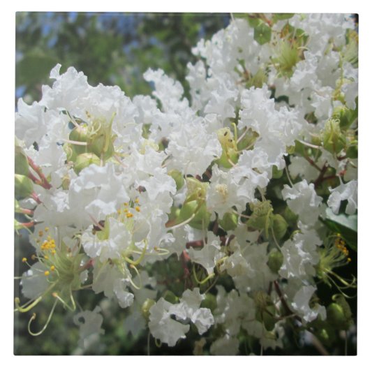 Krepp-Myrte-Baum nah Fliese (Vorderseite)