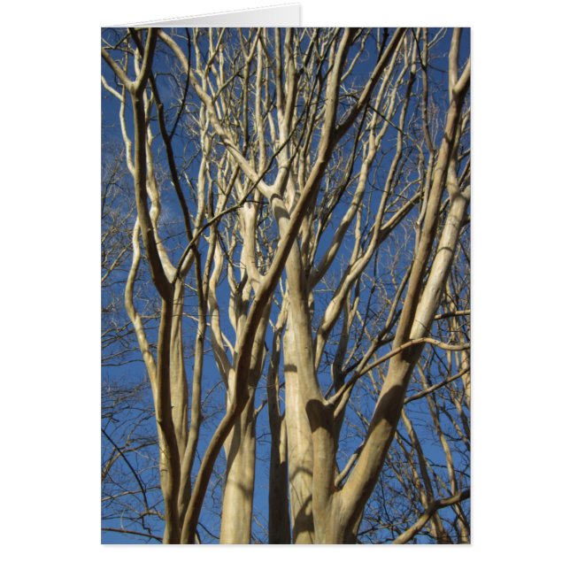 Krepp Myrte im Winter (Vorne)