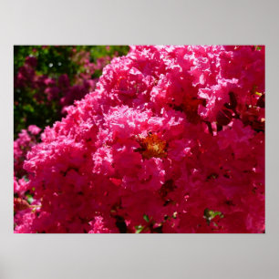 Kreppmyrtenbaum Magenta Blüten Poster