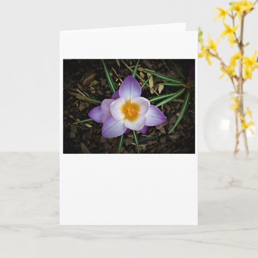 Kreuz, Karte (Gelbe Blume)