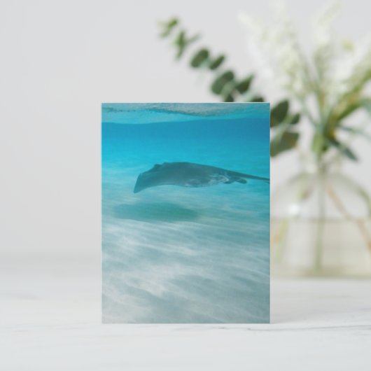 Kreuzender Stingray die Karibischen Meere Postkarte (Stehend Vorderseite)