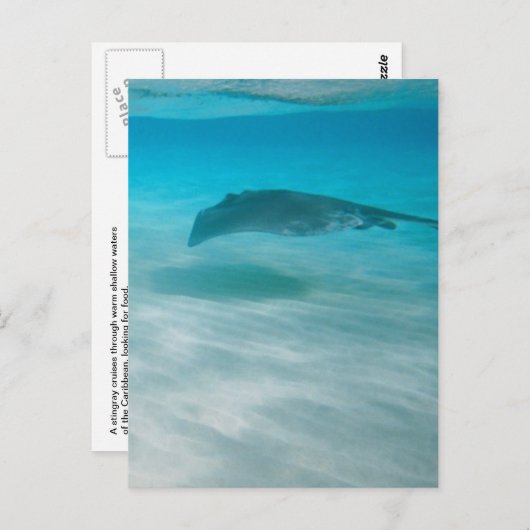 Kreuzender Stingray die Karibischen Meere Postkarte (Vorne/Hinten)