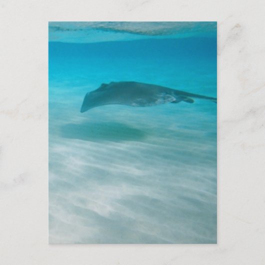 Kreuzender Stingray die Karibischen Meere Postkarte (Vorderseite)