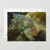 Kreuzfahrt Riesenfisch Postkarte (Vorne/Hinten)