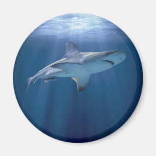 Kreuzfahrtschiff Magnet