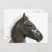 Kreuzfoal zwischen einem Appaloosa und einem Postkarte (Vorne/Hinten)