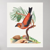 Kreuzschnabel-Vogel Poster (Vorne)