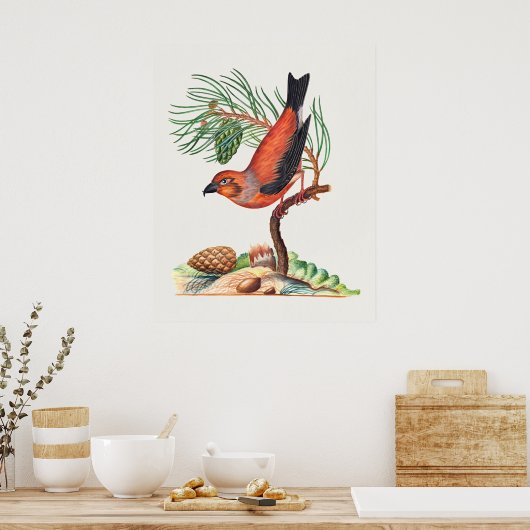 Kreuzschnabel-Vogel Poster (Küche)