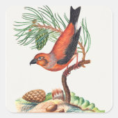 Kreuzschnabel-Vogel Quadratischer Aufkleber (Vorderseite)