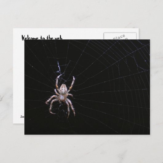 Kreuzspinne ~ Postkarte (Vorne/Hinten)
