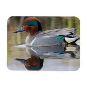 Krickente Magnet