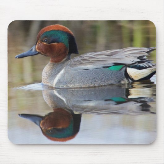 Krickente Mousepad (Vorne)
