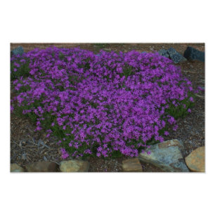 Kriechen Phlox Fotodruck