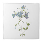 kriechender Phlox (Phlox reptans) durch Redouté Fliese (Vorderseite)