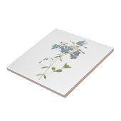 kriechender Phlox (Phlox reptans) durch Redouté Fliese (Seite)